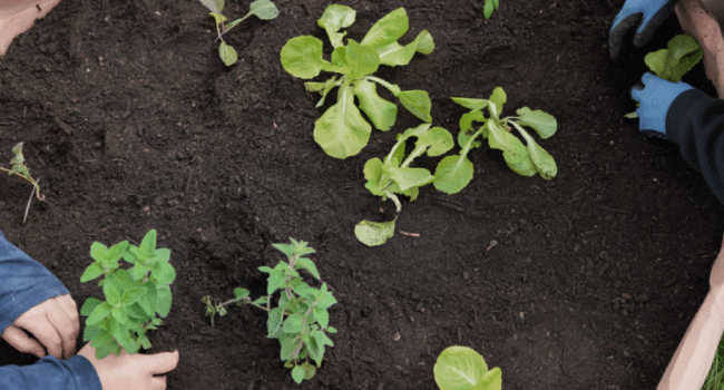 Cómo Descompactar el Suelo: Guía para Plantas Sanas y un Jardín Floreciente