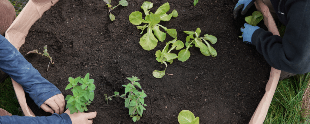 Cómo Descompactar el Suelo: Guía para Plantas Sanas y un Jardín Floreciente