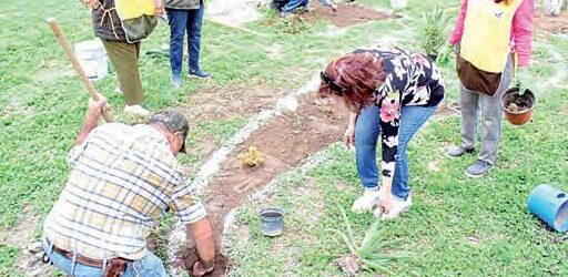 como deshacerte del cesped viejo guia definitiva para un jardin limpio