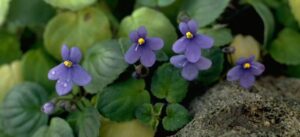 como dividir violetas africanas crea mas plantas hermosas