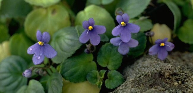 como dividir violetas africanas crea mas plantas hermosas