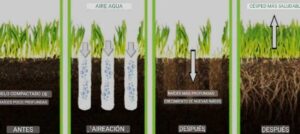 como elegir el fertilizante adecuado para tu cesped guia completa