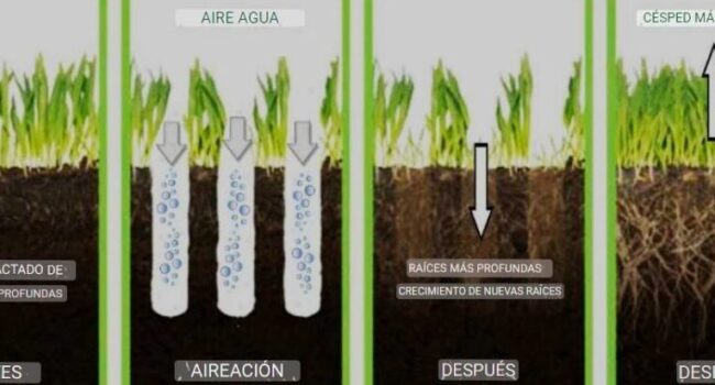 como elegir el fertilizante adecuado para tu cesped guia completa