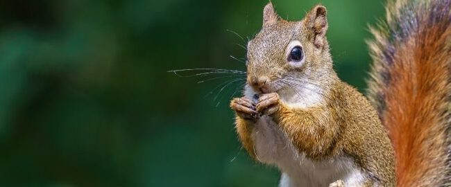 como eliminar ardillas del jardin repelentes y trampas