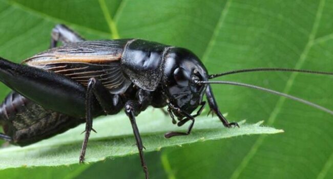 como eliminar el dulce oriental guia para controlar la invasion