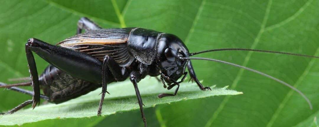 como eliminar el dulce oriental guia para controlar la invasion