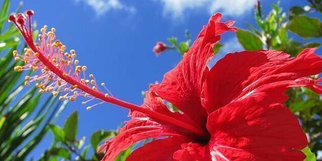 como eliminar la cola de zorro en tu jardin guia definitiva