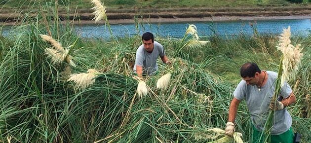 como eliminar la hierba de las pampas guia completa para su control