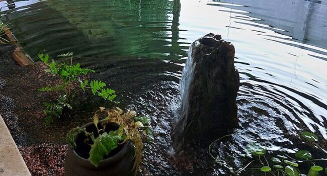 como eliminar los cangrejos de rio de tu jardin guia completa