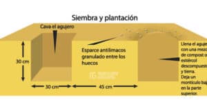 como eliminar orugas de los bolsos guia definitiva para proteger tus arboles