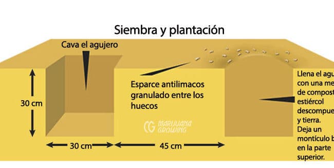 como eliminar orugas de los bolsos guia definitiva para proteger tus arboles