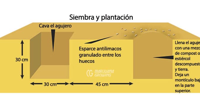 como eliminar orugas de los bolsos guia definitiva para proteger tus arboles