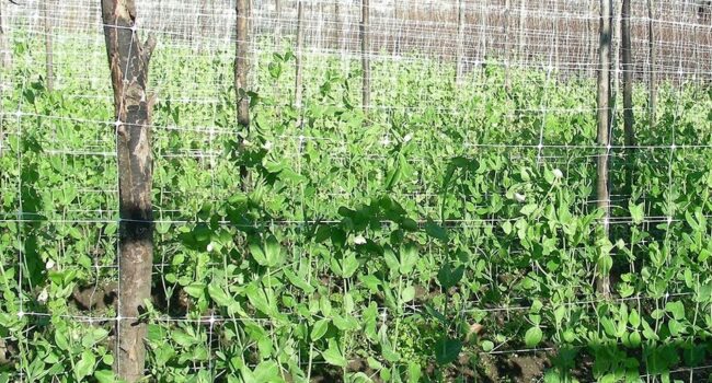 Cómo Entutorar Frijoles de Enredadera: Guía con Fotos y Consejos