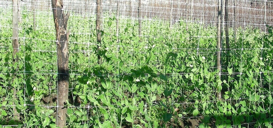 Cómo Entutorar Frijoles de Enredadera: Guía con Fotos y Consejos