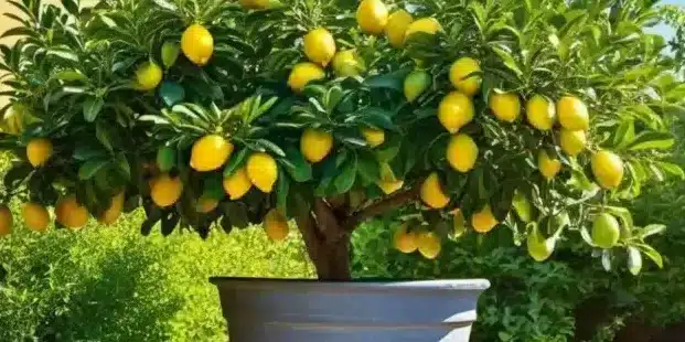 como fertilizar arboles citricos guia completa para jardineros