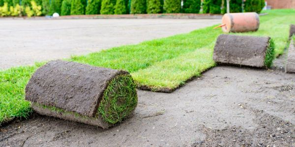 Cómo Fertilizar Tu Césped: Guía Completa para un Jardín Verde