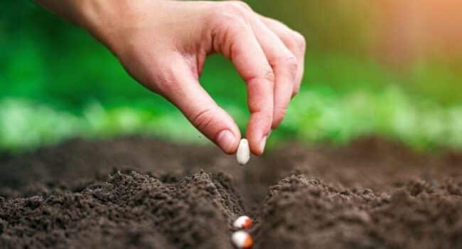 como germinar semillas de cactus guia paso a paso