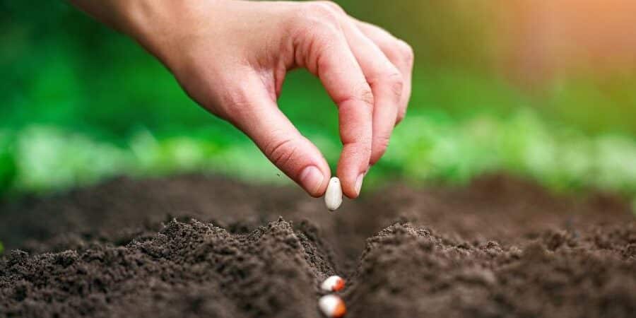 como germinar semillas de cactus guia paso a paso