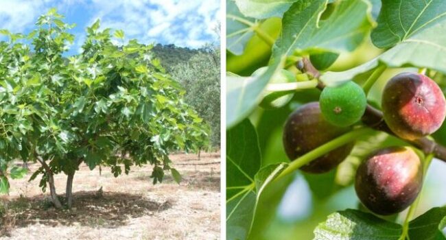 como germinar semillas de higo guia paso a paso