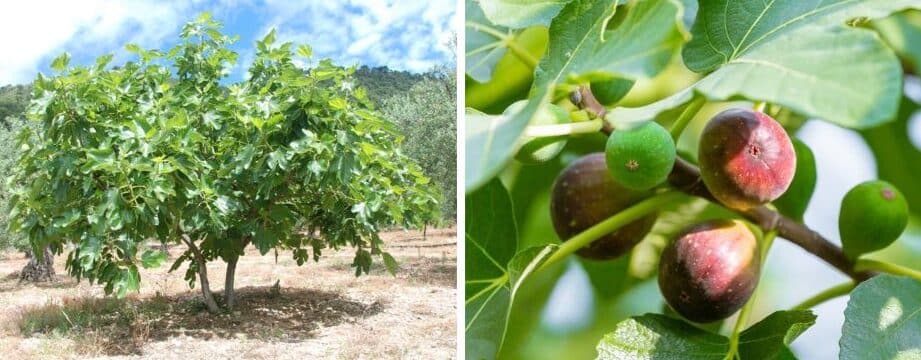 como germinar semillas de higo guia paso a paso