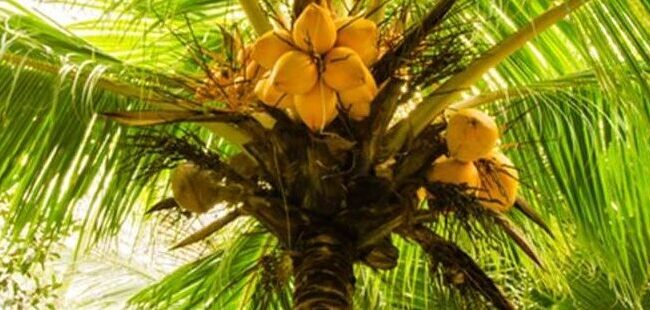 como germinar semillas de palma guia completa para cultivar tu propia palmera