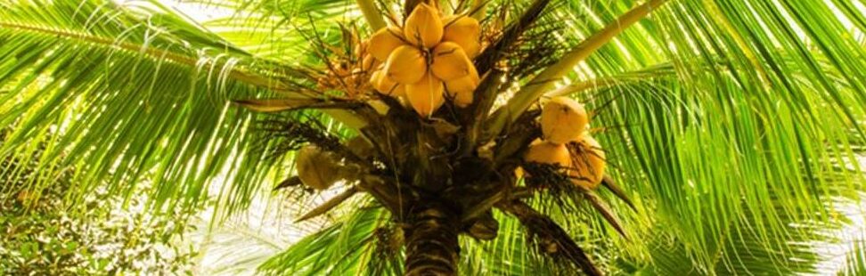 como germinar semillas de palma guia completa para cultivar tu propia palmera