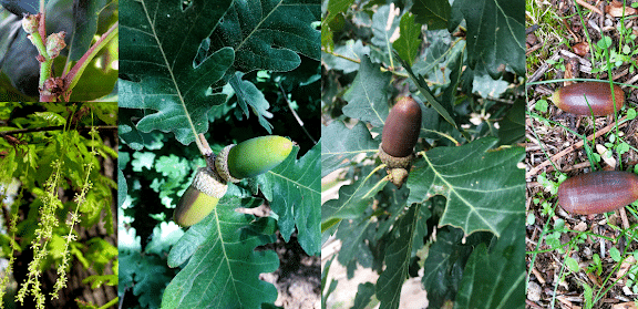 como germinar semillas de pera guia completa para plantar tu propio arbol