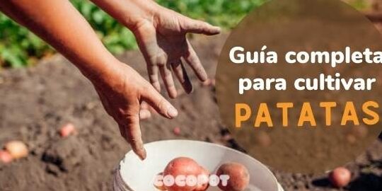 como guardar patatas semilla para plantar el proximo ano guia completa