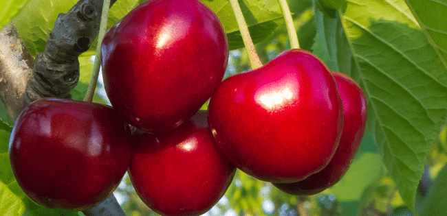 como hacer ciruelas pasas guia completa de cultivo y secado