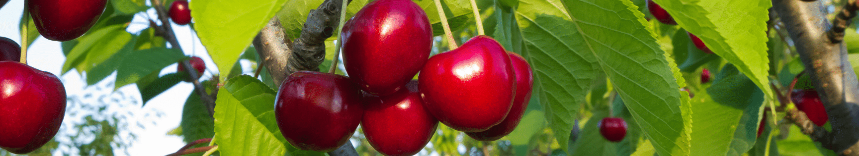 como hacer ciruelas pasas guia completa de cultivo y secado