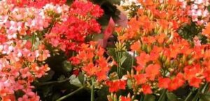 como hacer florecer tu kalanchoe guia completa para disfrutar de sus flores