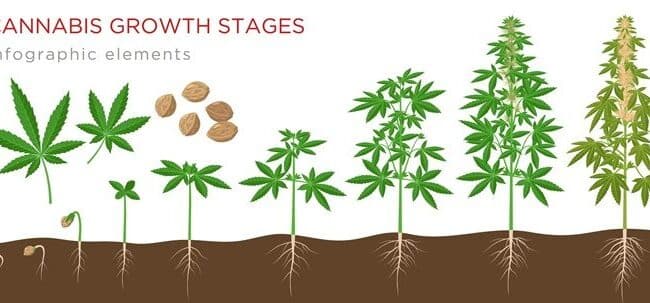 como hacer florecer tu planta de cera guia definitiva