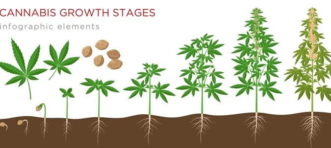 como hacer florecer tu planta de cera guia definitiva