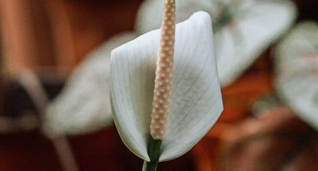 Cómo hacer florecer un lirio de paz: guía para más flores