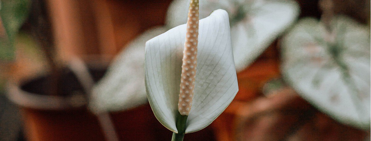 Cómo hacer florecer un lirio de paz: guía para más flores