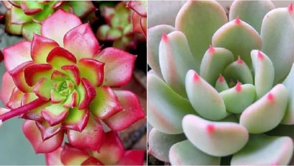 como hacer florecer una planta de jade guia completa para flores de estrella
