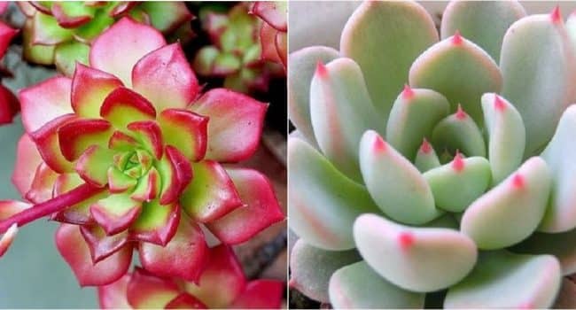 como hacer florecer una planta de jade guia completa para flores de estrella