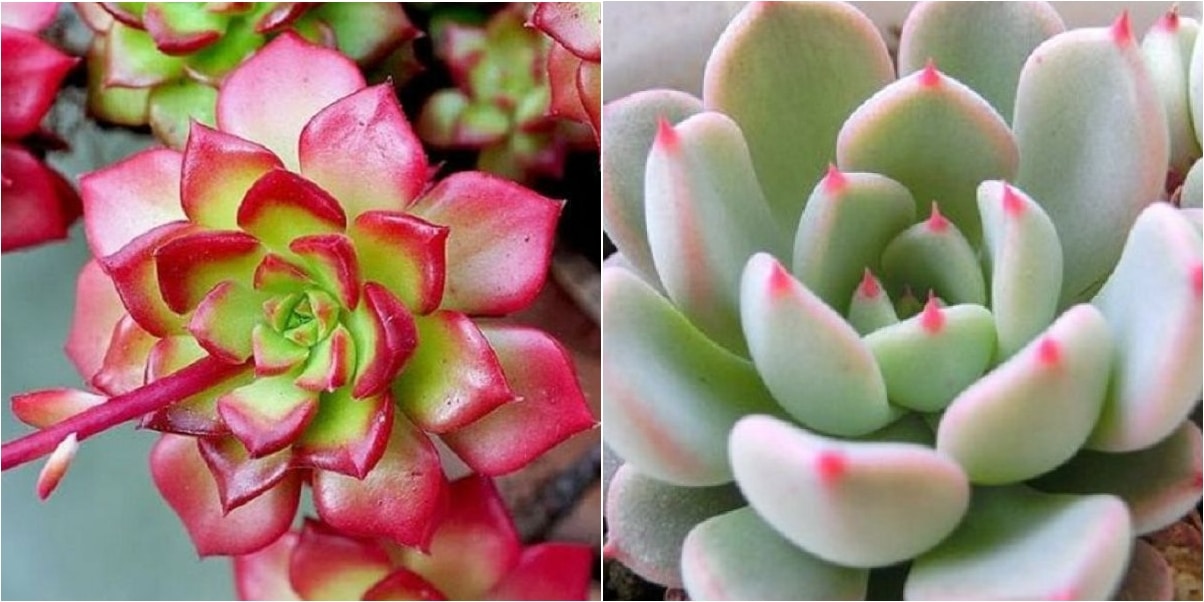 como hacer florecer una planta de jade guia completa para flores de estrella