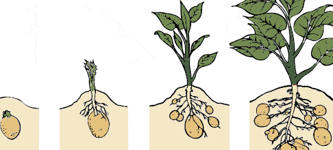 como hacer que las plantas arana produzcan offsets guia completa