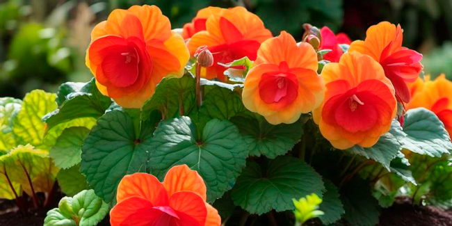 como inverna tus begonias guia completa para protegerlas del frio