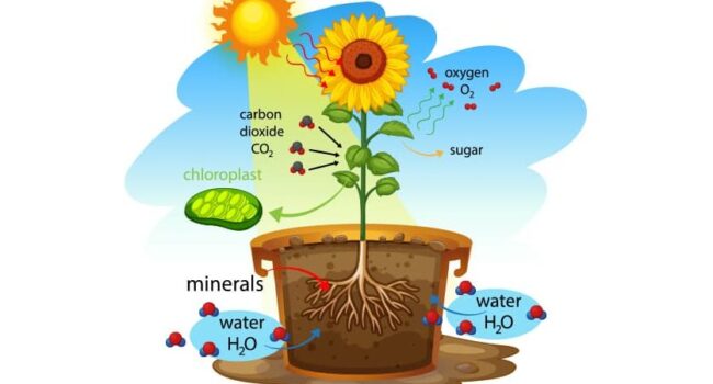 como las plantas absorben carbono el secreto del crecimiento verde