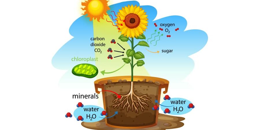 como las plantas absorben carbono el secreto del crecimiento verde