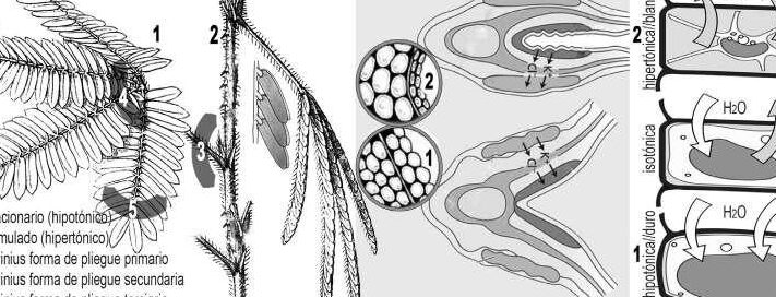 como las plantas saben donde esta arriba el misterio de la orientacion vegetal