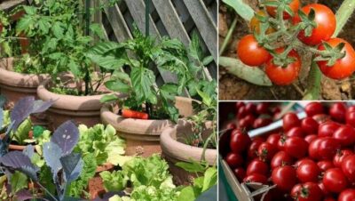 Cómo Madurar Tomates Verdes en Otoño: ¡Consejos para una Cosecha Exitosa!