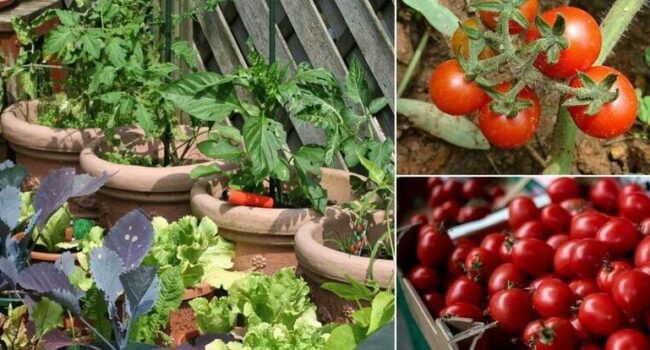 Cómo Madurar Tomates Verdes en Otoño: ¡Consejos para una Cosecha Exitosa!