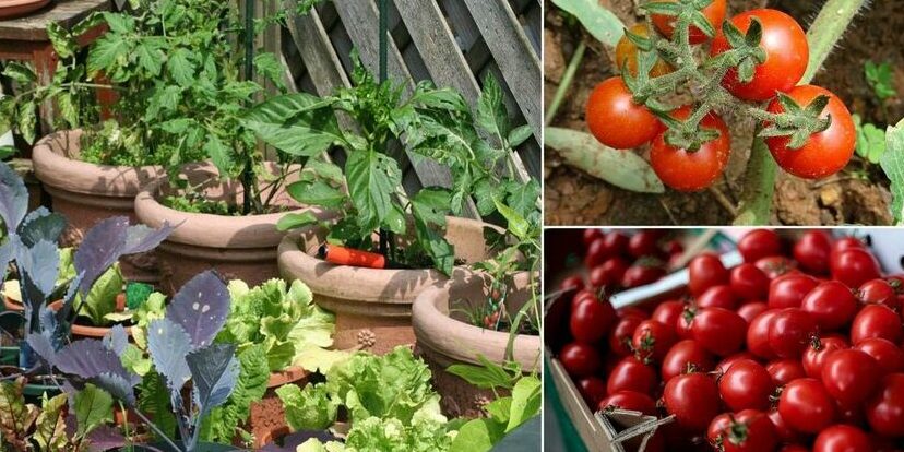 Cómo Madurar Tomates Verdes en Otoño: ¡Consejos para una Cosecha Exitosa!