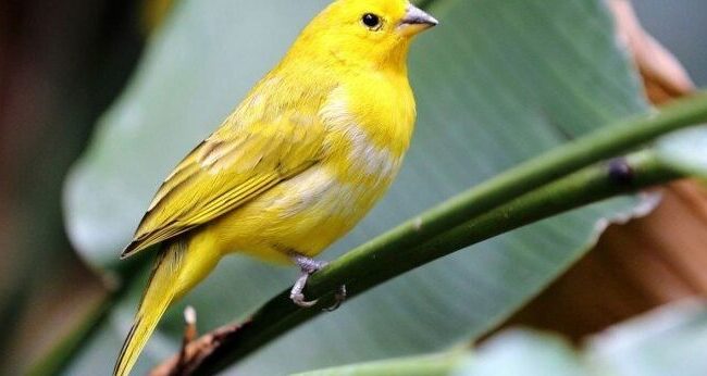 como mantener a las aves lejos de tus arboles frutales guia definitiva