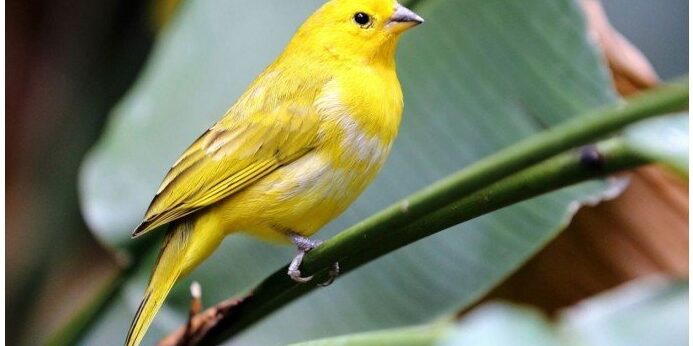 como mantener a las aves lejos de tus arboles frutales guia definitiva