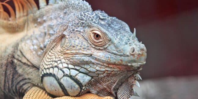 como mantener a las iguanas fuera de tu jardin guia definitiva