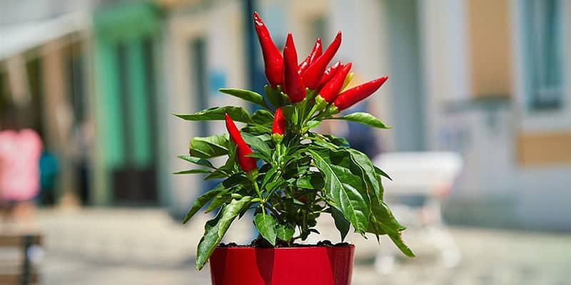 como mantener tus plantas de pimiento vivas durante el invierno guia completa